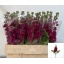 product/img.floraplaza.nl/LLEVFRA-LIVE_fotos-0x4FDEDAB0A91E75650E0B861E197168003A8BD684.jpg