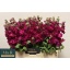 product/img.floraplaza.nl/LLEVFRA-LIVE_fotos-0xCAB2A7CA489984DBF79C17421FFC6BE5AD54E19A.jpg