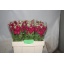 product/img.floraplaza.nl/LLEVFRA-LIVE_fotos-0xDACC42B5B88AED88811083E6C4E673123E33425B.jpg