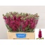 product/img.floraplaza.nl/LLEVFRA-LIVE_fotos-0xE3F6C67453E8B635AC0A6976E332B794E009F573.jpg