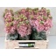 product/img.floraplaza.nl/LLEVINCIRAP-LIVE_fotos-0x92178F30DB9E15F3088A2F36F8C1F64EDA7B459C.jpg