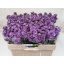 product/img.floraplaza.nl/LLEVIROB-LIVE_fotos-0xF8BBCA49CBC0EEF81DB94BFF99D042829EC67092.jpg