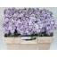product/img.floraplaza.nl/LLEVIROM-LIVE_fotos-0x2C1ED81071EBA509F08FA662EE6A1D8C9A3E3111.jpg