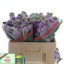 product/img.floraplaza.nl/LLEVIROM-LIVE_fotos-0x3BF49FBE4FD0684C543F8642B85F4BD8BC934A82.jpg