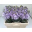 product/img.floraplaza.nl/LLEVIROM-LIVE_fotos-0x70F4E3D6A0DE0CDD395655F12CE4C324AAF2779D.jpg