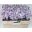 product/img.floraplaza.nl/LLEVIROM-LIVE_fotos-0xC19151870F1C3020E16FD6636B3A3C7C73A9D077.jpg