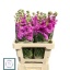 product/img.floraplaza.nl/LLEVIROP-LIVE_fotos-0x00508CDE30CEEDEF3FC8F7505D2251E6F78D35BC.jpg