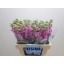 product/img.floraplaza.nl/LLEVIROP-LIVE_fotos-0x8050144B72BCE249520F71A2A6F807F33FFAFE33.jpg