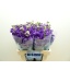 product/img.floraplaza.nl/LLEVIROPUR-LIVE_fotos-0x4B906815BF8FE8BB3D6D9A2FD5E859DCE104C045.jpg