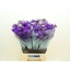 product/img.floraplaza.nl/LLEVIROPUR-LIVE_fotos-0xC7F66E83B3D67B5EF149F5496D09C84312214915.jpg