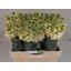 product/img.floraplaza.nl/LLEVIROY-LIVE_fotos-0x4B09D28CE082FE2E09203E4806BC3E019AC823F8.jpg