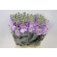 product/img.floraplaza.nl/LLEVLAV-ASSORTI_fotos-MVA-Matthiola phantom lavender.JPG