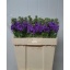 product/img.floraplaza.nl/LLEVMATLAV-LIVE_fotos-0x2B72BE41FC958D2D8909B11B4B11A4512564254E.jpg