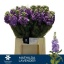product/img.floraplaza.nl/LLEVMATLAV-LIVE_fotos-0x58D1CBC4EB38F6791AF3DC580D1010A677B9CFF4.jpg