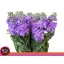 product/img.floraplaza.nl/LLEVMATLAV-LIVE_fotos-0x700C6253525C18136CDB7C039DF10F449308C01E.jpg