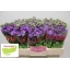 product/img.floraplaza.nl/LLEVMATLAV-LIVE_fotos-0x73DA1FF577FE073665B72BD563B37C80D962EC9F.jpg