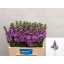 product/img.floraplaza.nl/LLEVMATLAV-LIVE_fotos-0x747DE760D94DD88EEFC1D3FE8A2B3E42AF3B3C82.jpg
