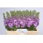 product/img.floraplaza.nl/LLEVMATLAV-LIVE_fotos-0x9BC813E91D0D5B5B8C53DA1C6F3C22AC9EA34AF1.jpg