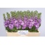 product/img.floraplaza.nl/LLEVMATLAV-LIVE_fotos-0x9BFA79F328195940FE553AC5B94DE1916493878F.jpg