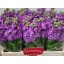 product/img.floraplaza.nl/LLEVMATLAV-LIVE_fotos-0xDD8677927E5FF8D5FAB05BC9B8D02458D0E6C90D.jpg