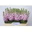 product/img.floraplaza.nl/LLEVMATP-LIVE_fotos-0x0EDE1918497AD3C079044C014EB490E81F3002B1.jpg
