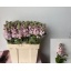 product/img.floraplaza.nl/LLEVMATP-LIVE_fotos-0x2ED3F8AEC65C86D0B148A69737B8E17879F52397.jpg