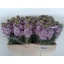product/img.floraplaza.nl/LLEVMATP-LIVE_fotos-0x41B7597D8FDA0E3C496011810D9CA17F2AA29475.jpg