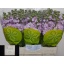 product/img.floraplaza.nl/LLEVMATP-LIVE_fotos-0x4A73EFDB98B5E0F1BF882FA73CBAF18BA1688272.jpg