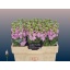 product/img.floraplaza.nl/LLEVMATP-LIVE_fotos-0x5B48F8D3D1A0DDDA29A9BC67B294A2AF630A1FDA.jpg