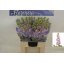 product/img.floraplaza.nl/LLEVMATP-LIVE_fotos-0x639E47C3DF66A94ADF6AD164089E2ECD65E979E4.jpg