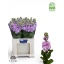 product/img.floraplaza.nl/LLEVMATP-LIVE_fotos-0x7056FCD8E048596C515F90CC6A10CC46C6B2B0FD.jpg