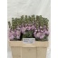 product/img.floraplaza.nl/LLEVMATP-LIVE_fotos-0xCB94B97259E72066D5EEE085DE01E13330CE6F45.jpg