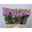 product/img.floraplaza.nl/LLEVMATP-LIVE_fotos-0xD447F16D05DC3EA20837D931E1683F23D0BA222F.jpg