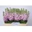 product/img.floraplaza.nl/LLEVMATP-LIVE_fotos-0xDFB9EA1C1F019779DB40148E1E341E7D2D54176E.jpg