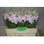product/img.floraplaza.nl/LLEVMATP-LIVE_fotos-0xEBB68E70C3BAF063DBD52518F5AA41B81F831449.jpg