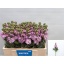 product/img.floraplaza.nl/LLEVMATP-LIVE_fotos-0xF20F8B6E0981DD6A8A053CED69DAE2C791B3E35B.jpg
