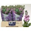 product/img.floraplaza.nl/LLEVMATP-LIVE_fotos-0xF276FAA565A4FDB31987D33963D0E7A540A9BBF6.jpg
