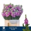 product/img.floraplaza.nl/LLEVMATR-LIVE_fotos-0x569BF1D6CC16477CA1FE4381178324C83316FB00.jpg