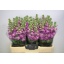 product/img.floraplaza.nl/LLEVMATR-LIVE_fotos-0x5C90CB5679CF37E32D304A1B79DDA88DC5B1BAFF.jpg