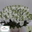 product/img.floraplaza.nl/LLEVMATW-LIVE_fotos-0x8122226D235EC24B30826FA695495E9ECED406C2.jpg
