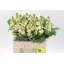 product/img.floraplaza.nl/LLEVMATY-LIVE_fotos-0x4429641E8EB2D411FA3CC27DFD0EC23562484117.jpg
