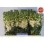 product/img.floraplaza.nl/LLEVMATY-LIVE_fotos-0x6D2544A161635682C5A3A8335EBC54761F2869CB.jpg