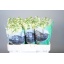 product/img.floraplaza.nl/LLEVMATY-LIVE_fotos-0xAC91E0FE9D0B9527CFCE52790FBCE710C49AEC50.jpg