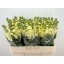 product/img.floraplaza.nl/LLEVMATY-LIVE_fotos-0xBFF50AB2ACACD8AFE4452042690C4312ABE66046.jpg