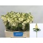 product/img.floraplaza.nl/LLEVMATY-LIVE_fotos-0xDF9BE7A54900C82F80F81F77F0097B9D40B2DEAD.jpg