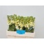 product/img.floraplaza.nl/LLEVMATY-LIVE_fotos-0xE3347F8F439A23BD6807096E23EBDB0B0DC32FAC.jpg