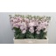 product/img.floraplaza.nl/LLEVMILLIGP-LIVE_fotos-0xC237897C5A9380AEF4044F220F18D1BFD9F6B879.jpg