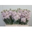 product/img.floraplaza.nl/LLEVMILLIGP-LIVE_fotos-0xF57F1FC4A27BCB80BEC1B677447AB7A1DEDECED1.jpg