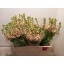 product/img.floraplaza.nl/LLEVMILS-LIVE_fotos-0x1E912DA618A789B327BA8E01C90C2B4015A9D46B.jpg