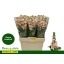 product/img.floraplaza.nl/LLEVMILS-LIVE_fotos-0xC7231610BFA15BE0A37D21626830B691923D8E5B.jpg